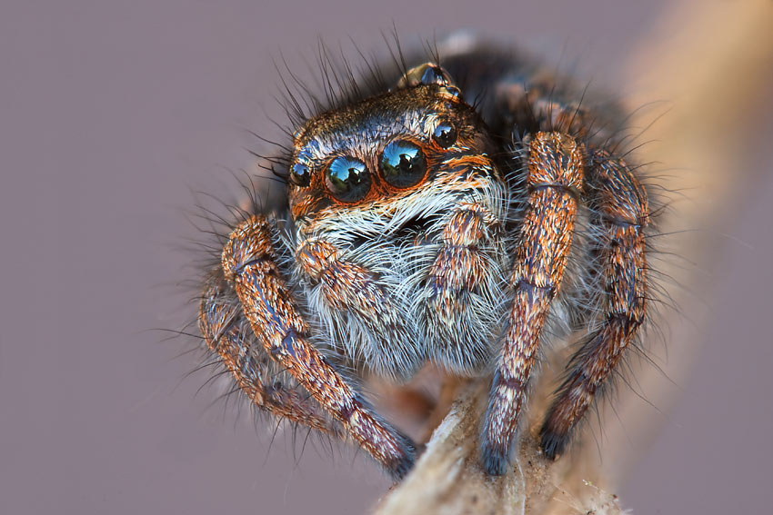 Miscellanea ortotteri, ditteri e ragni