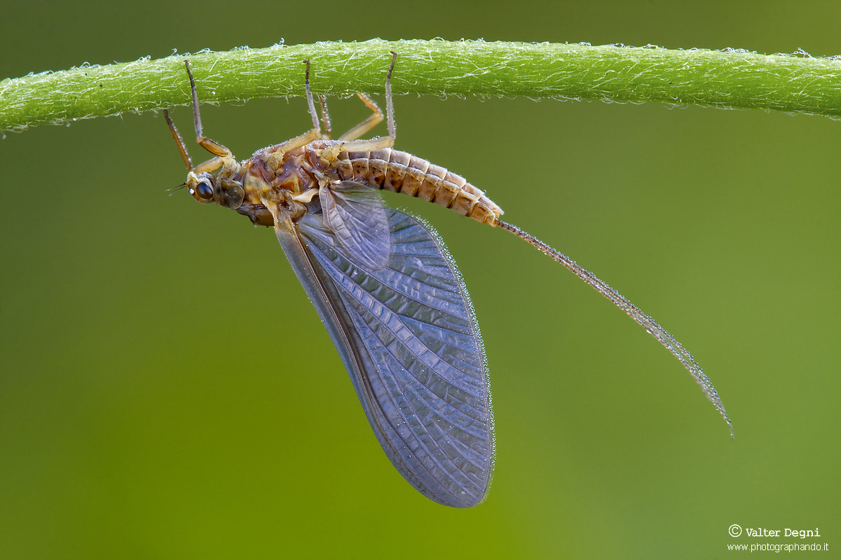 Serratella ignita
