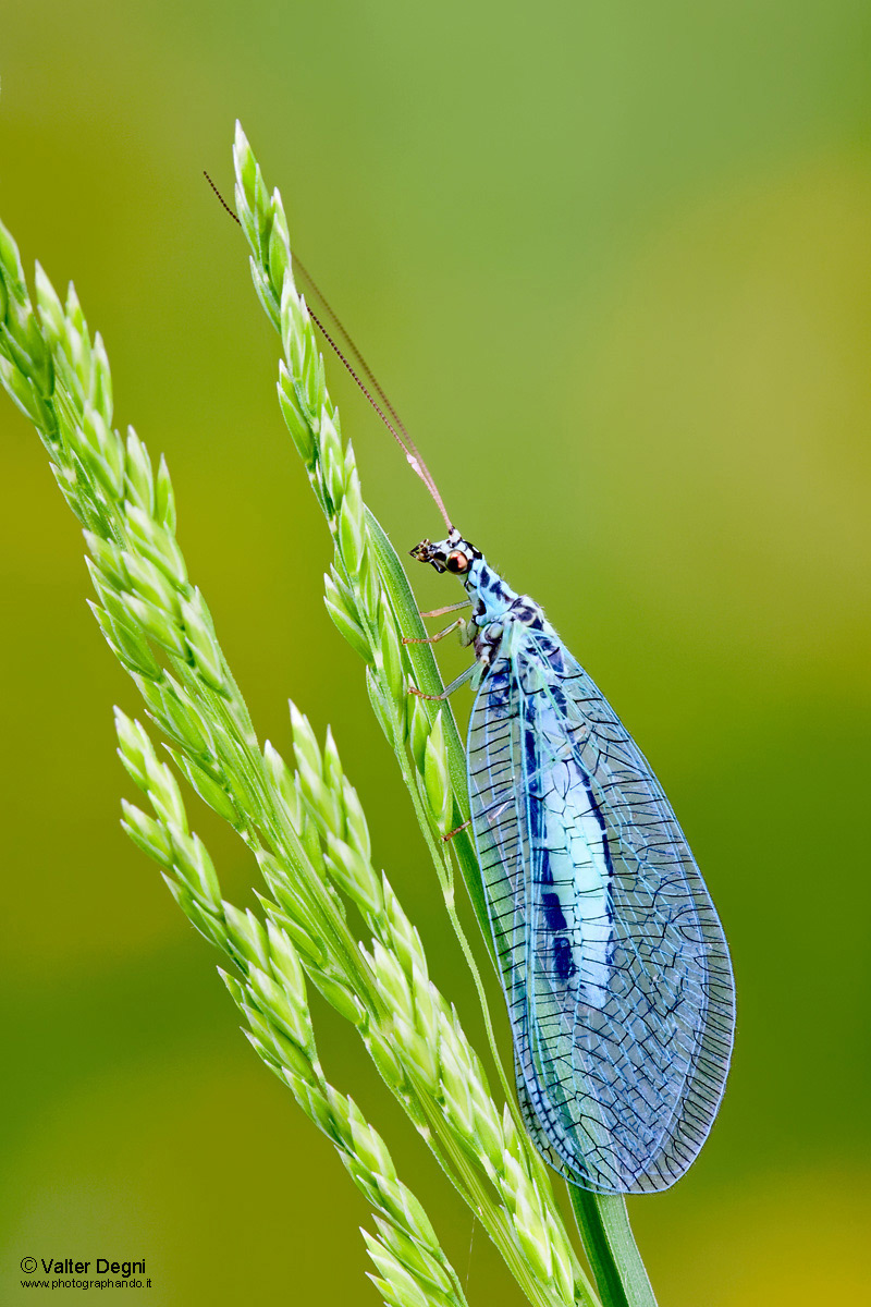 Crisopa azzurra - Chrysopa perla