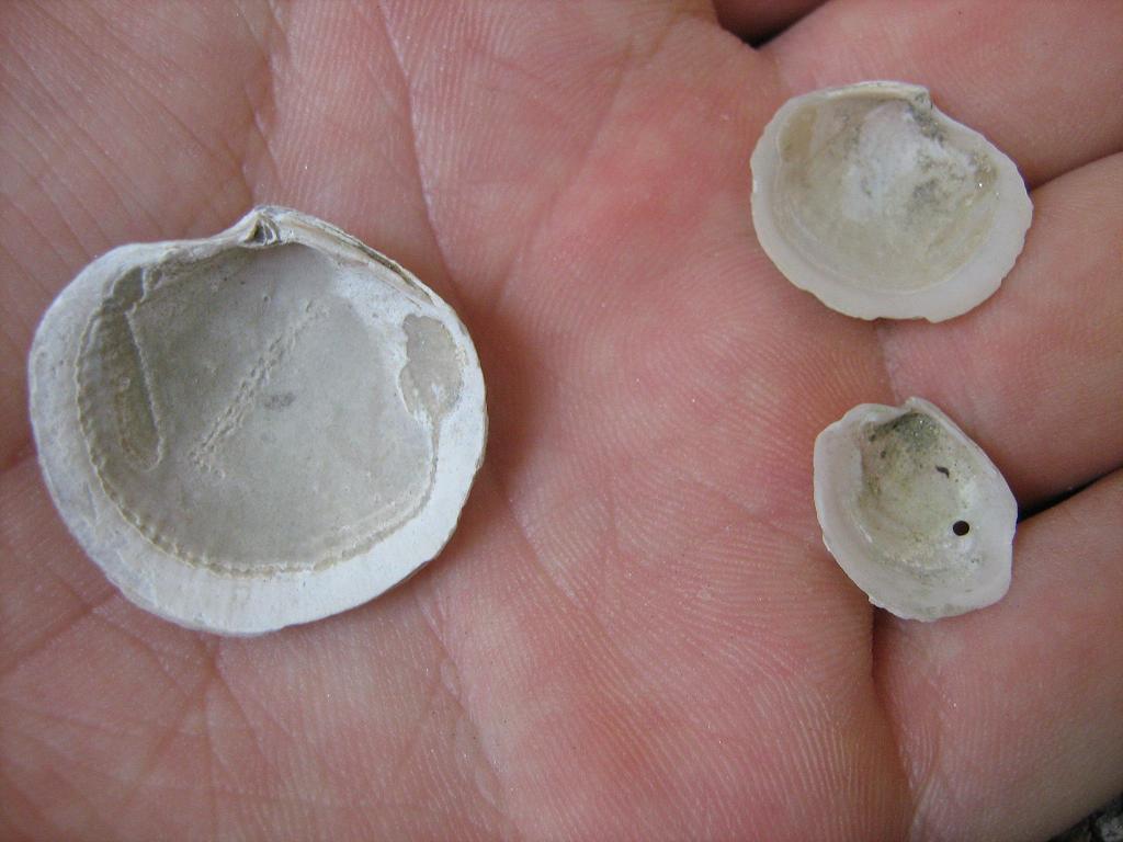 Lucinoma borealis (Linneo, 1767) - Pliocene