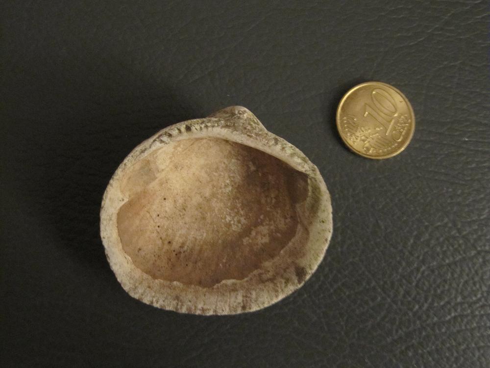 Conchiglia valdostana