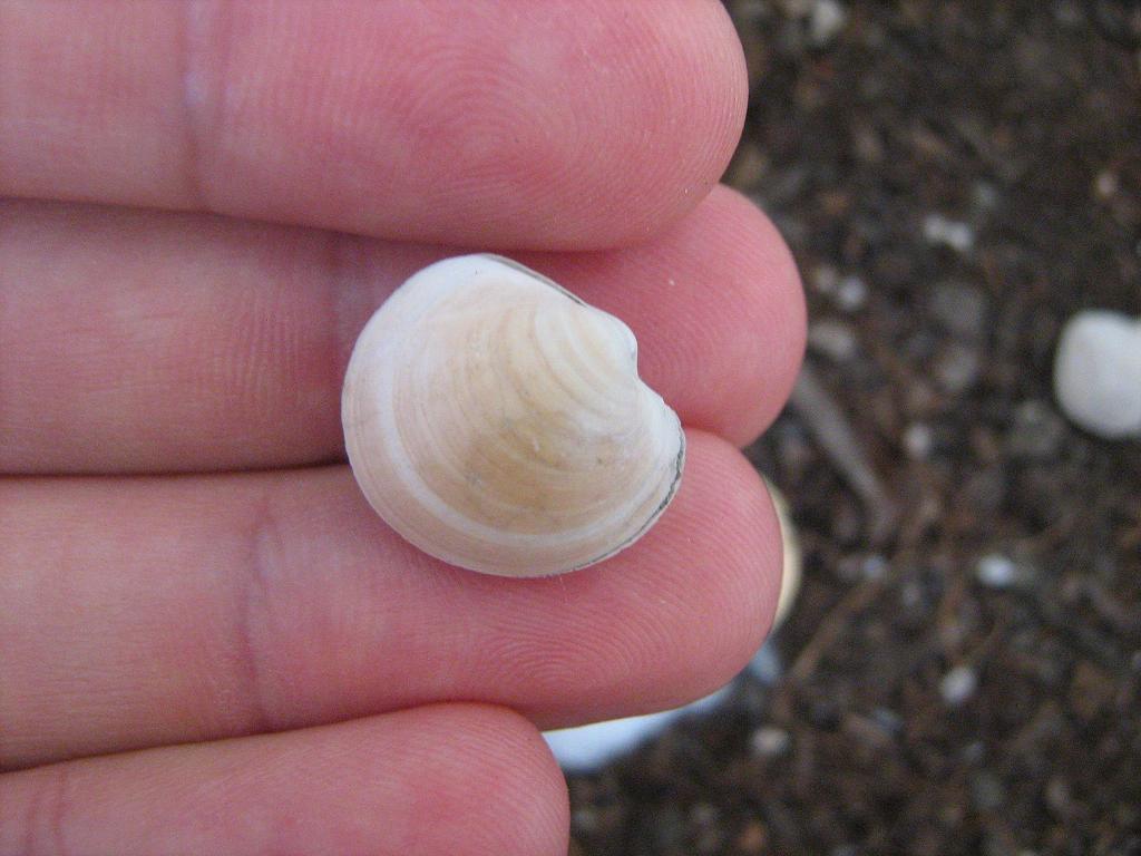 Anodontia fragilis (Philippi, 1836) - Pliocene biellese