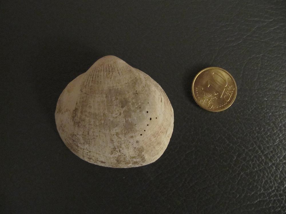 Conchiglia valdostana