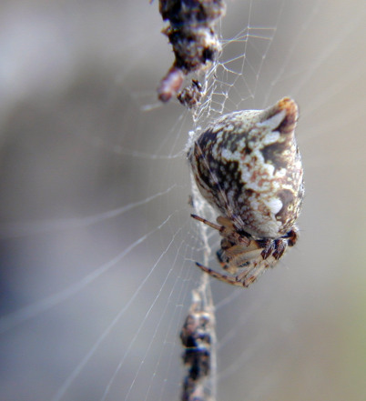 Argyrodes sp.