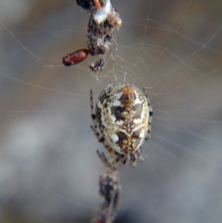 Argyrodes sp.