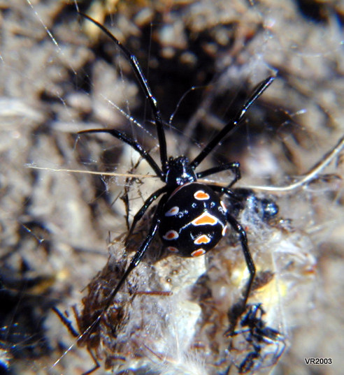 Latrodectus tredecimguttatus