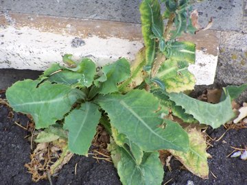 Lactuca virosa / Lattuga selvatica