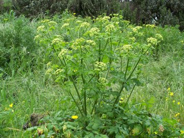 Ombrellifera - Smyrnium olusatrum L