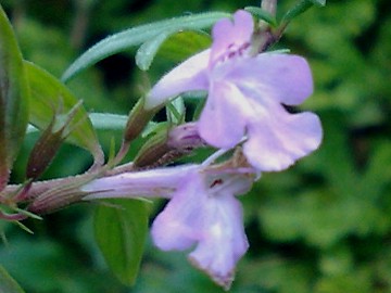 Micromeria graeca s.l.