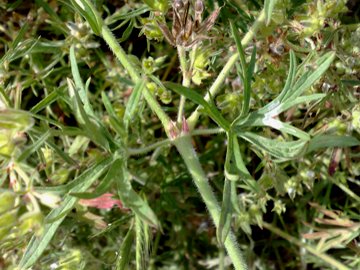 Geranium dissectum