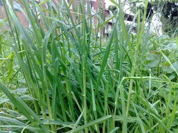 Dactylis glomerata ssp. glomerata