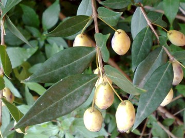 Myrtus communis