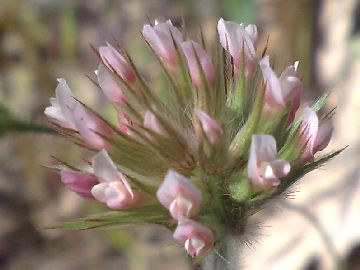 Un Trifolium - Trifolium stellatum