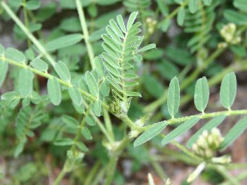 Astragalus hamosus / Astragalo falciforme