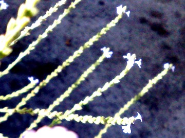Verbena officinalis