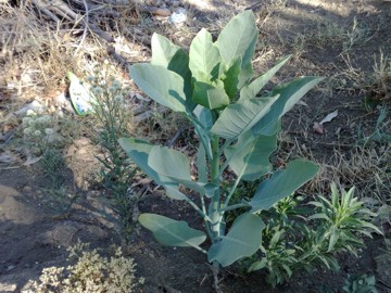 Nicotiana glauca