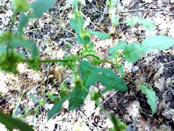 Rumex pulcher / Romice cavolaccio