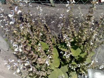 Una lamiacea dalla grande bocca - Salvia sp.