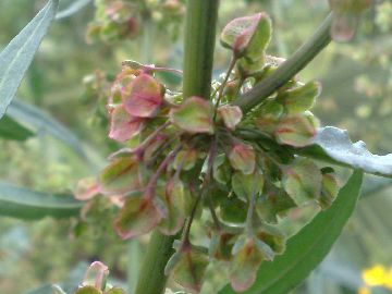 Un''erbacea gigante - Rumex cfr.conglomeratus