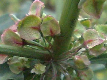 Un''erbacea gigante - Rumex cfr.conglomeratus