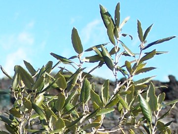 Quercus ilex / leccio
