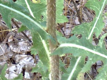 Lactuca virosa / Lattuga selvatica