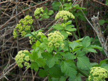 Ombrellifera - Smyrnium olusatrum L