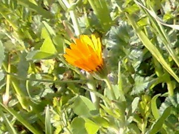 Calendula