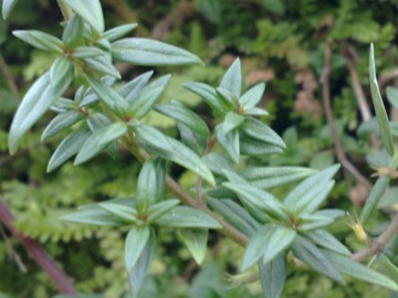 Micromeria graeca s.l.
