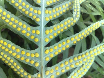 Polypodium cfr. cambricum