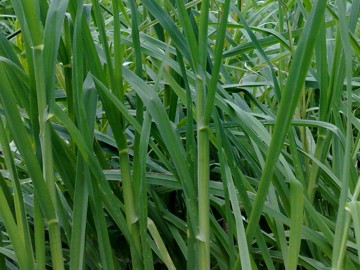 Dactylis glomerata ssp. glomerata