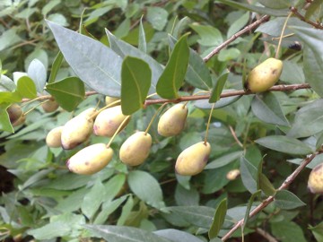 Myrtus communis