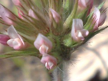 Un Trifolium - Trifolium stellatum