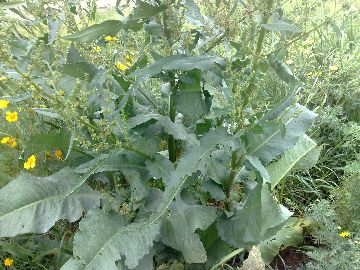 Un''erbacea gigante - Rumex cfr.conglomeratus