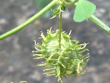 Vecchia discussione su una Medicago