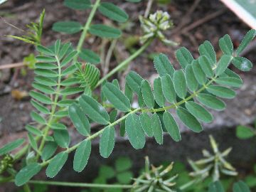 Astragalus hamosus / Astragalo falciforme