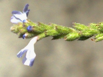 Verbena officinalis