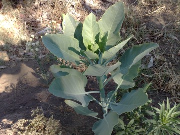 Nicotiana glauca