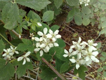 Rovo con fiore bianco- Rubus cfr.canescens