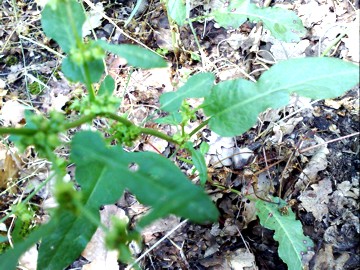 Rumex pulcher / Romice cavolaccio