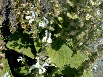 Una lamiacea dalla grande bocca - Salvia sp.