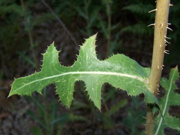 Lactuca virosa / Lattuga selvatica
