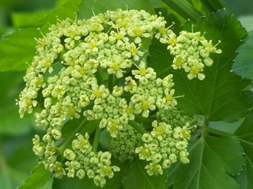 Ombrellifera - Smyrnium olusatrum L