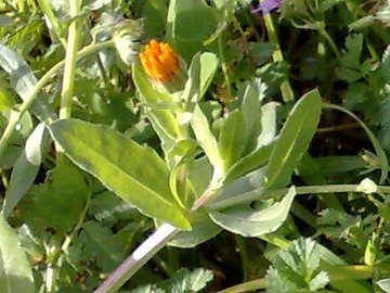 Calendula