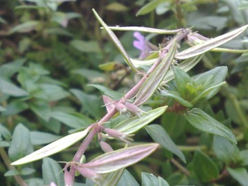 Micromeria graeca s.l.