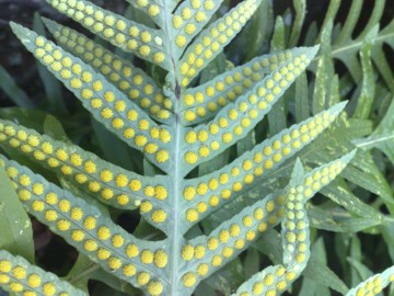 Polypodium cfr. cambricum