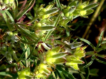 Geranium dissectum