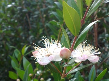 Myrtus communis