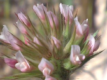 Un Trifolium - Trifolium stellatum