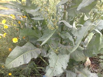 Un''erbacea gigante - Rumex cfr.conglomeratus
